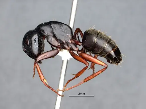 Camponotus modoc specimen CASENT0884435 image casent0884435_3