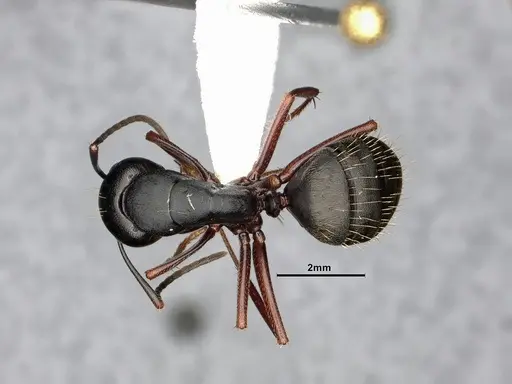 Camponotus modoc specimen CASENT0885525 image casent0885525_1