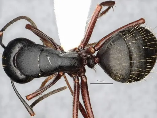 Camponotus modoc specimen CASENT0885525 image casent0885525_2