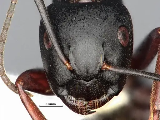 Camponotus modoc specimen CASENT0885525 image casent0885525_3