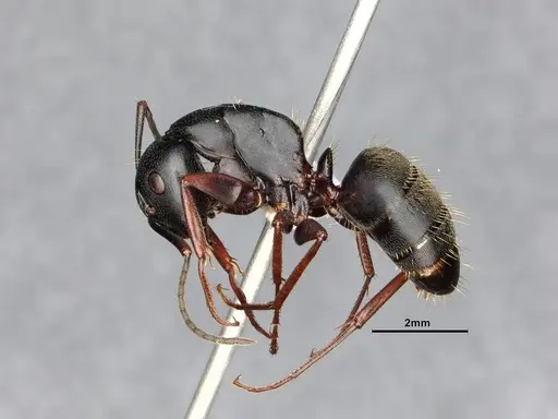 Camponotus modoc specimen CASENT0885525 image casent0885525_4