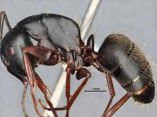 Camponotus modoc specimen CASENT0885525 image casent0885525_5
