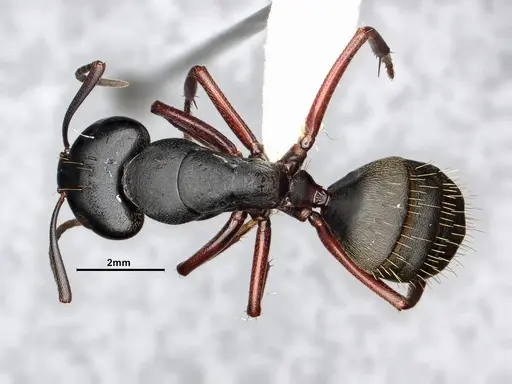 Camponotus modoc specimen CASENT0885526 image casent0885526_1