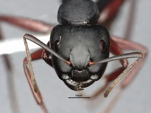 Camponotus modoc specimen CASENT0885526 image casent0885526_2