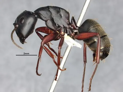 Camponotus modoc specimen CASENT0885526 image casent0885526_3