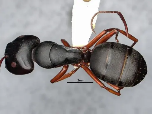 Camponotus modoc specimen CASENT0886657 image casent0886657_1