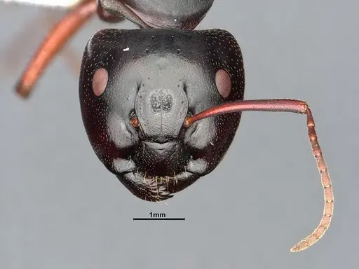 Camponotus modoc specimen CASENT0886657 image casent0886657_2