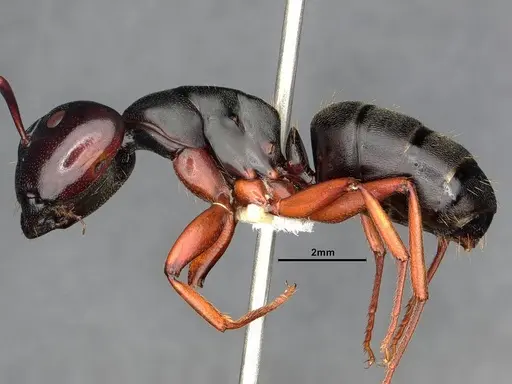 Camponotus modoc specimen CASENT0886657 image casent0886657_3