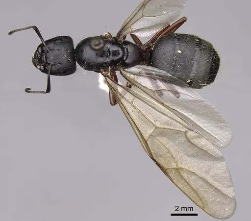 Camponotus modoc specimen CASENT0923030 image casent0923030_1