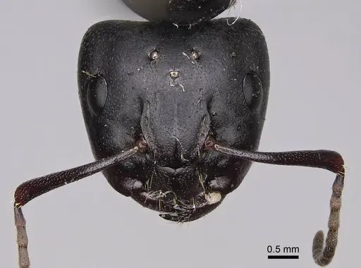 Camponotus modoc specimen CASENT0923030 image casent0923030_2