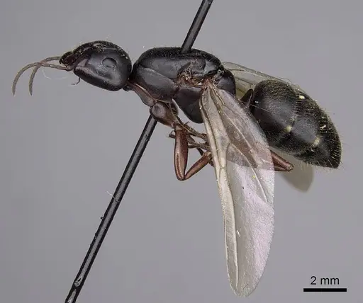 Camponotus modoc specimen CASENT0923030 image casent0923030_3