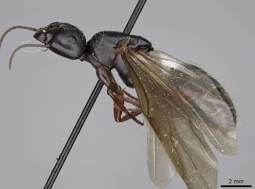 Camponotus modoc specimen CASENT0923030 image casent0923030_4