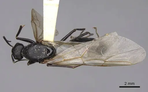 Camponotus modoc specimen CASENT0923031 image casent0923031_1