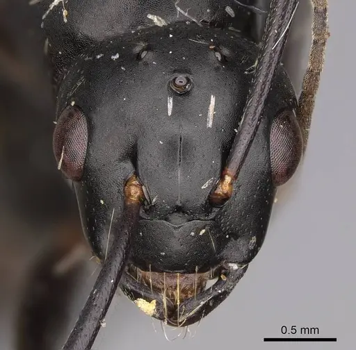 Camponotus modoc specimen CASENT0923031 image casent0923031_2