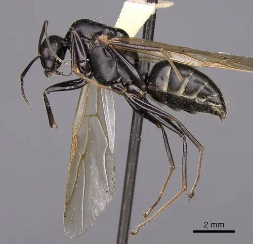 Camponotus modoc specimen CASENT0923031 image casent0923031_3