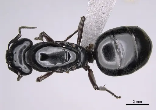 Camponotus modoc specimen CASENT0923393 image casent0923393_1