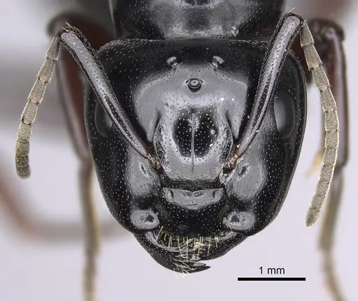 Camponotus modoc specimen CASENT0923393 image casent0923393_2