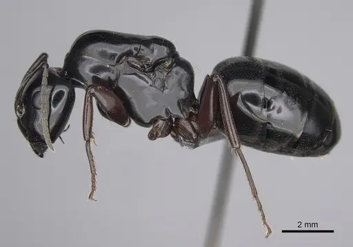 Camponotus modoc specimen CASENT0923393 image casent0923393_3
