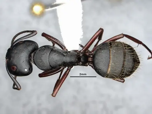 Camponotus modoc specimen CASENT4031322 image casent4031322_1