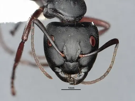 Camponotus modoc specimen CASENT4031322 image casent4031322_2