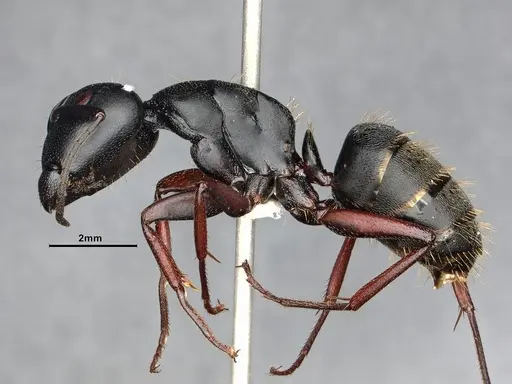 Camponotus modoc specimen CASENT4031322 image casent4031322_3