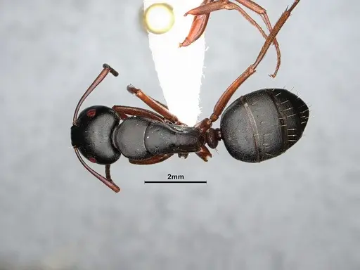 Camponotus modoc specimen CASENT4031342 image casent4031342_1