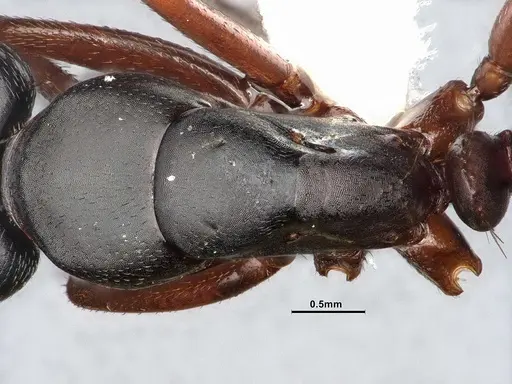 Camponotus modoc specimen CASENT4031342 image casent4031342_2
