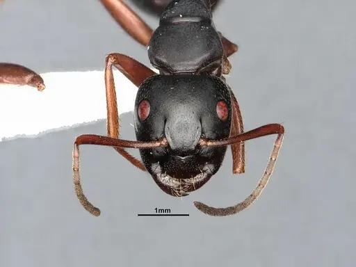 Camponotus modoc specimen CASENT4031342 image casent4031342_3