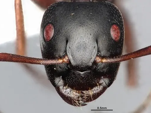 Camponotus modoc specimen CASENT4031342 image casent4031342_4