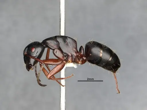 Camponotus modoc specimen CASENT4031342 image casent4031342_5