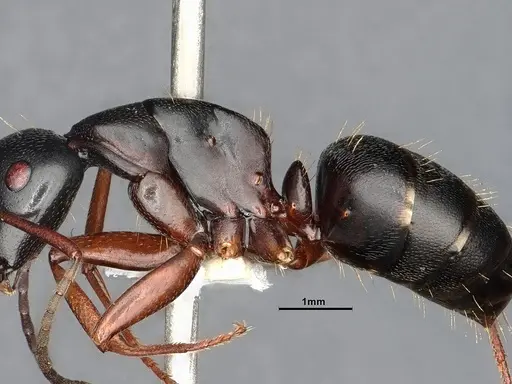 Camponotus modoc specimen CASENT4031342 image casent4031342_6