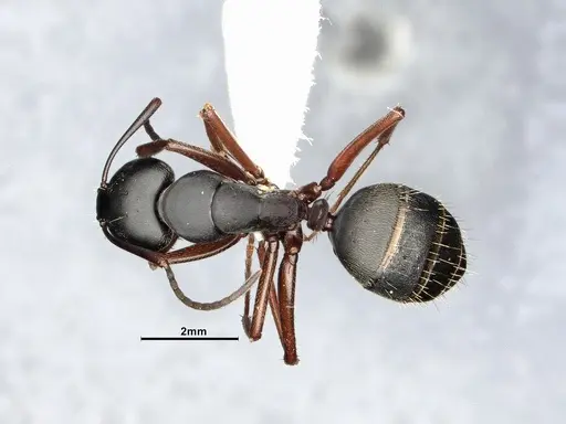Camponotus modoc specimen CASENT4031343 image casent4031343_1