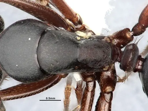 Camponotus modoc specimen CASENT4031343 image casent4031343_2