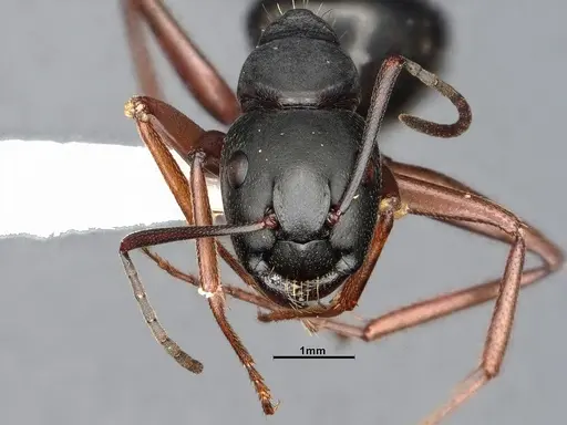 Camponotus modoc specimen CASENT4031343 image casent4031343_3