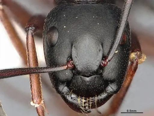 Camponotus modoc specimen CASENT4031343 image casent4031343_4