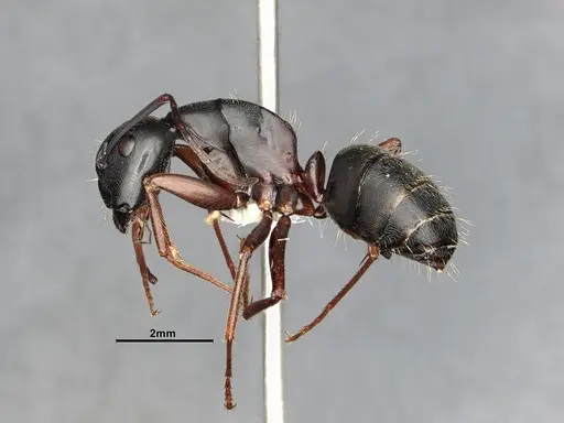 Camponotus modoc specimen CASENT4031343 image casent4031343_5