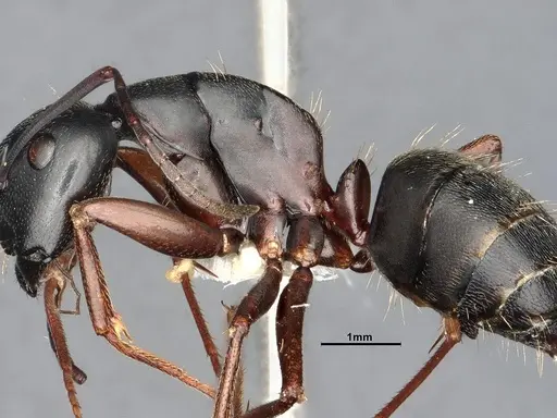Camponotus modoc specimen CASENT4031343 image casent4031343_6