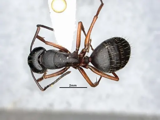 Camponotus modoc specimen CASENT4031350 image casent4031350_1