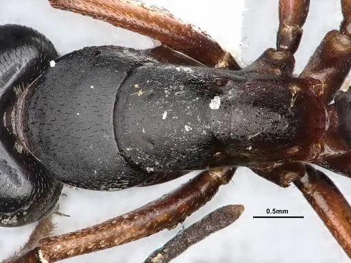 Camponotus modoc specimen CASENT4031350 image casent4031350_2