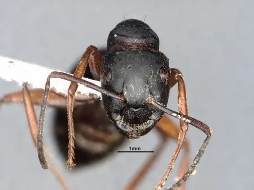 Camponotus modoc specimen CASENT4031350 image casent4031350_3