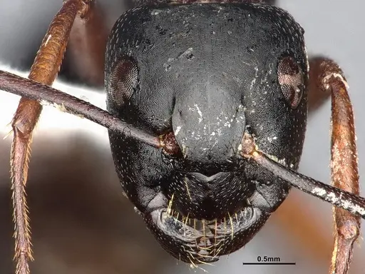 Camponotus modoc specimen CASENT4031350 image casent4031350_4