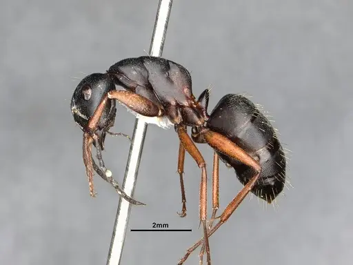 Camponotus modoc specimen CASENT4031350 image casent4031350_5