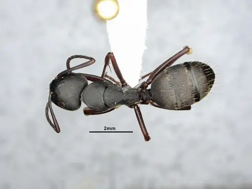 Camponotus modoc specimen CASENT4031351 image casent4031351_1