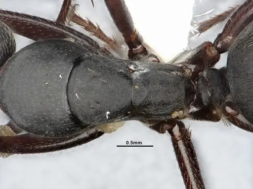 Camponotus modoc specimen CASENT4031351 image casent4031351_2