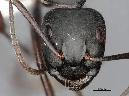 Camponotus modoc specimen CASENT4031351 image casent4031351_3