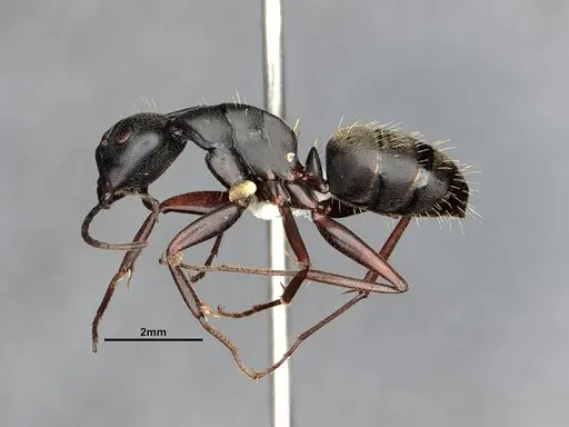 Camponotus modoc specimen CASENT4031351 image casent4031351_4