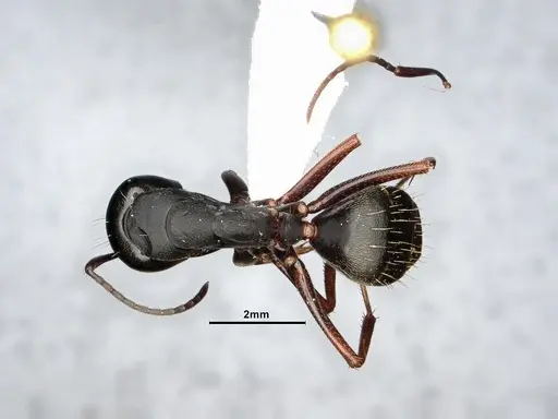 Camponotus modoc specimen CASENT4031353 image casent4031353_1