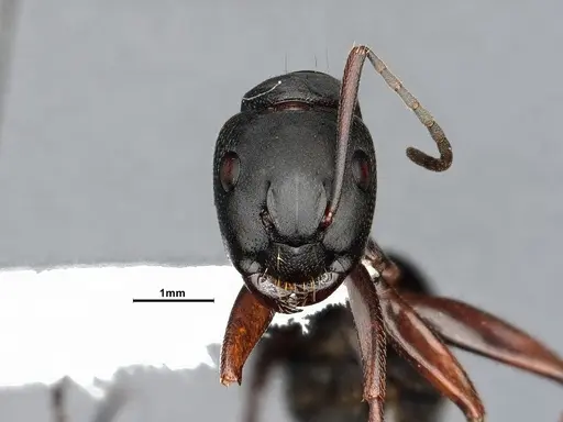 Camponotus modoc specimen CASENT4031353 image casent4031353_2
