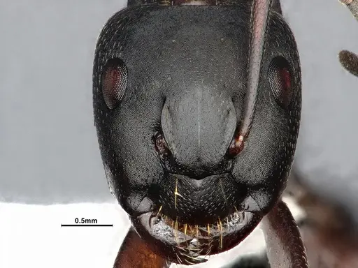 Camponotus modoc specimen CASENT4031353 image casent4031353_3