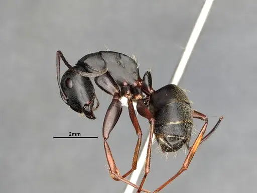 Camponotus modoc specimen CASENT4031353 image casent4031353_4